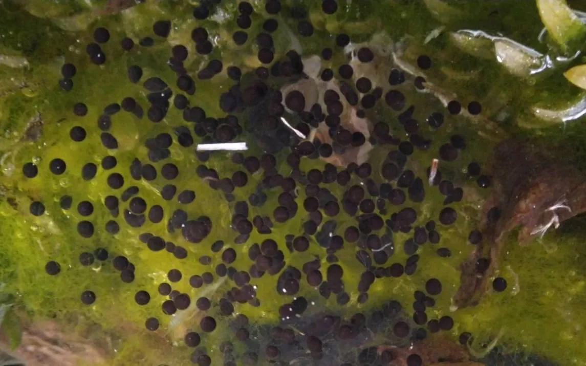 【塾で今年も産卵‼】力塾のビオトープにニホンアカガエル